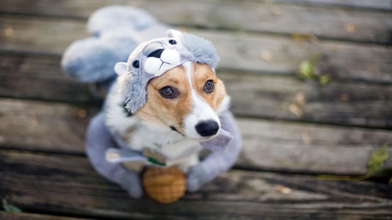 Dogs in Disguise screenshot 3