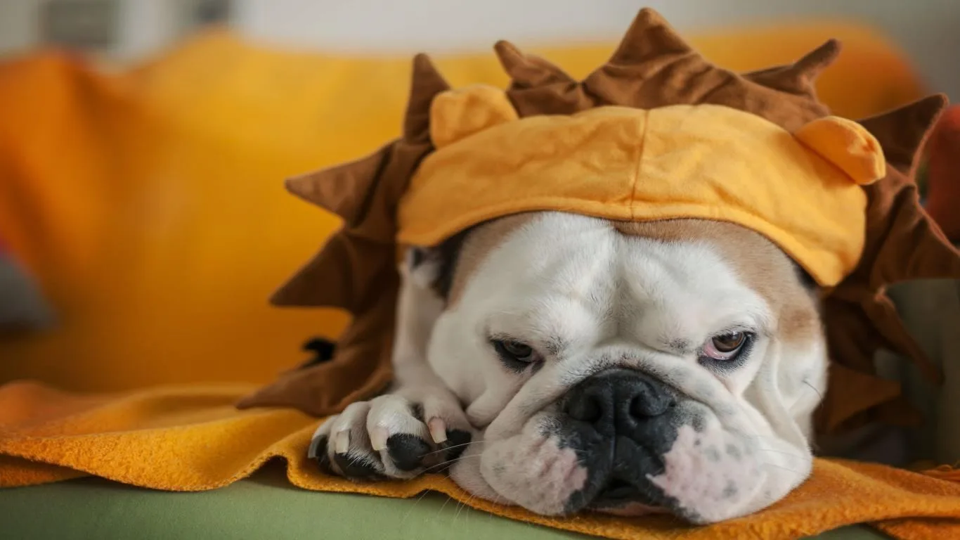 Dogs in Disguise screenshot 4