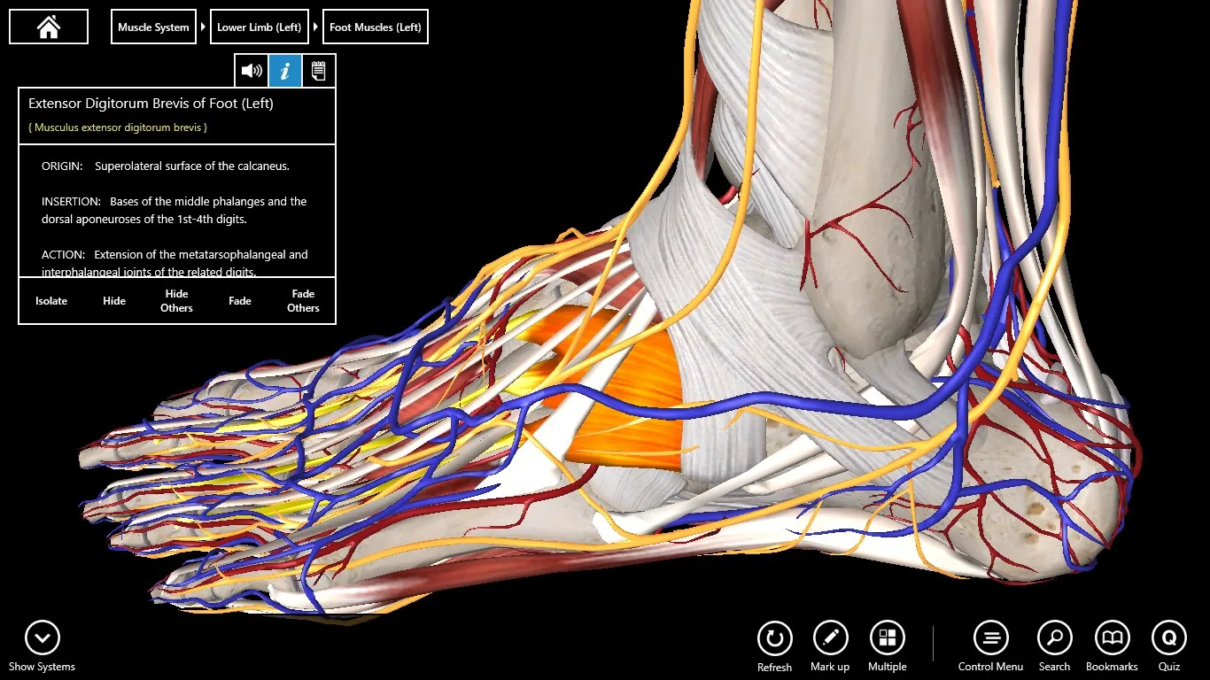 Essential Anatomy 3 for Organizations screenshot 5